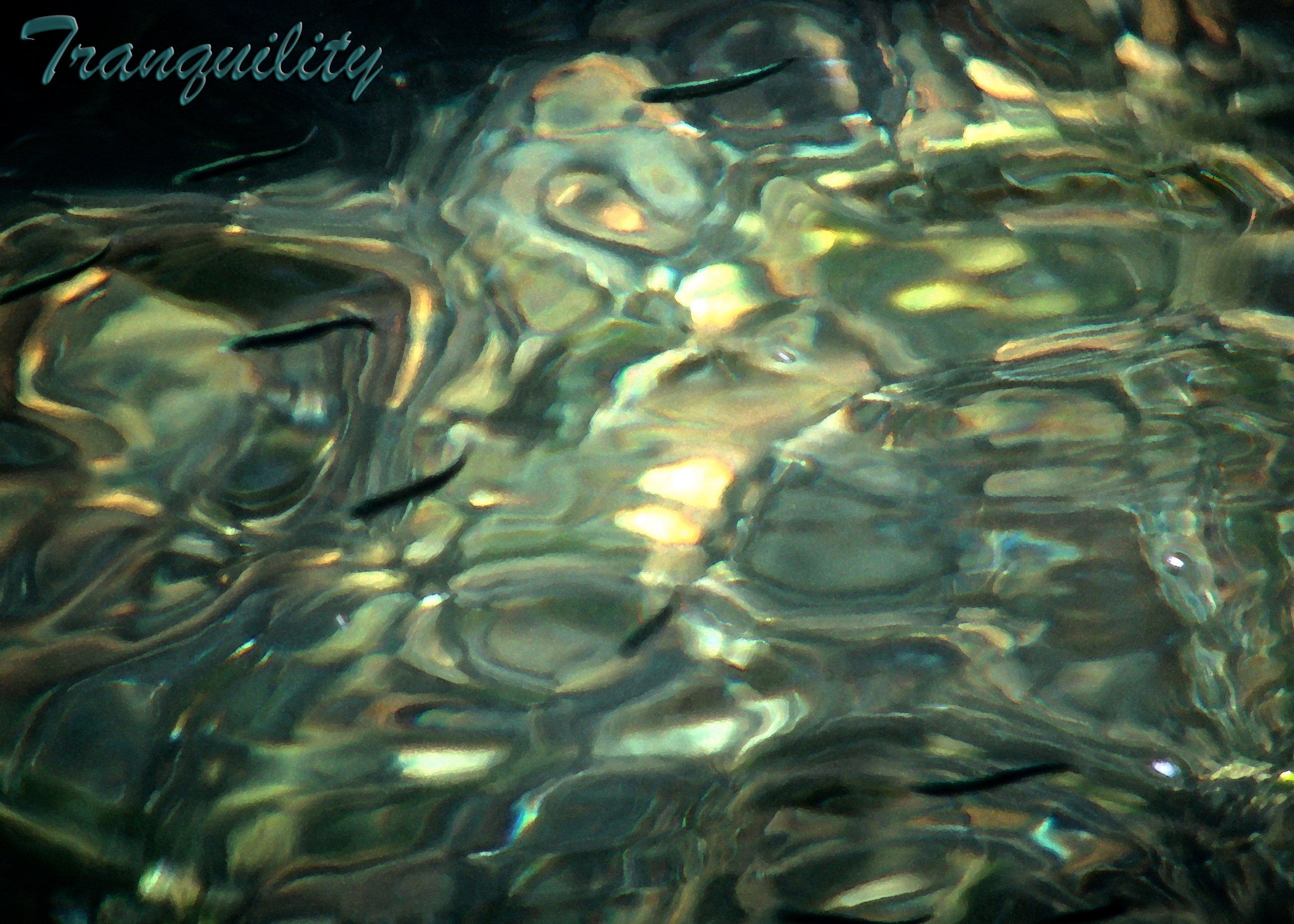 Traquility of fish image.