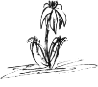 Drawing of a flower.
