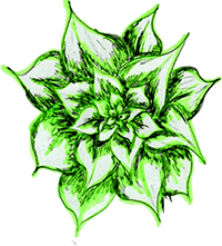 drawing